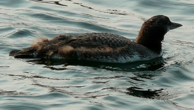 Young loon with pinfeathers almost gone